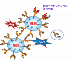 �����A���r�m�L�V�����I���S��